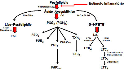 Fisiologia Do Processo Inflamatório, PDF, Inflamação