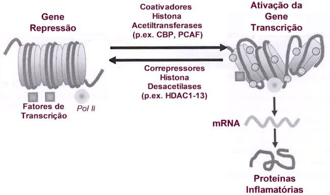 Fisiologia Do Processo Inflamatório, PDF, Inflamação