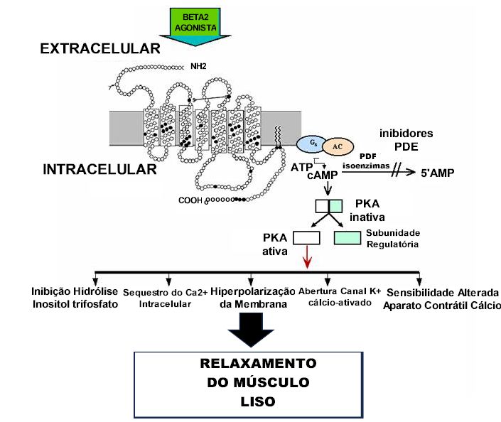 Resumo de Beta Bloqueadores adrenérgicos - Sanar Medicina